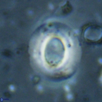 Reiculofenestra coenurus VR 024746