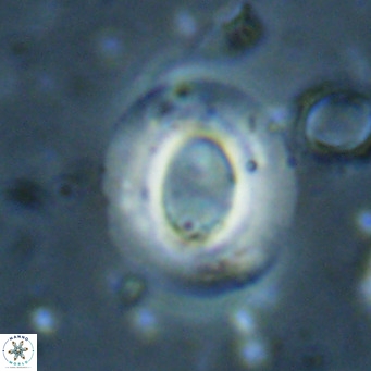 Reiculofenestra coenurus VR 024746