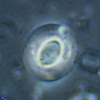Reiculofenestra coenurus VR 024747