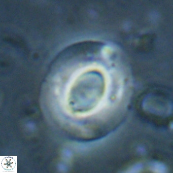 Reiculofenestra coenurus VR 024747
