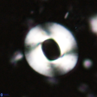 Reiculofenestra coenurus VR 024748
