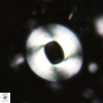Reiculofenestra coenurus VR 024748