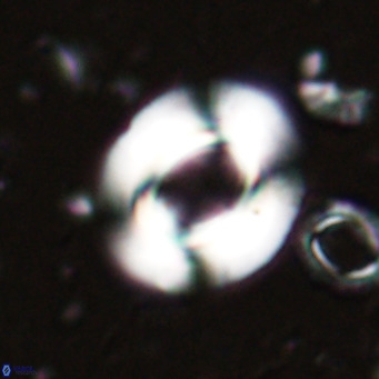 Reiculofenestra coenurus VR 024740