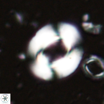 Reiculofenestra coenurus VR 024740