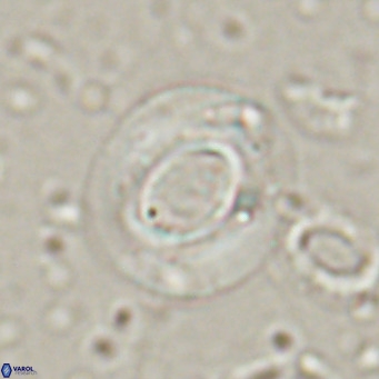 Reiculofenestra coenurus VR 024742