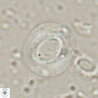 Reiculofenestra coenurus VR 024742