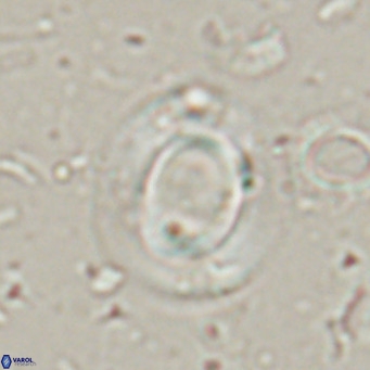 Reiculofenestra coenurus VR 024743