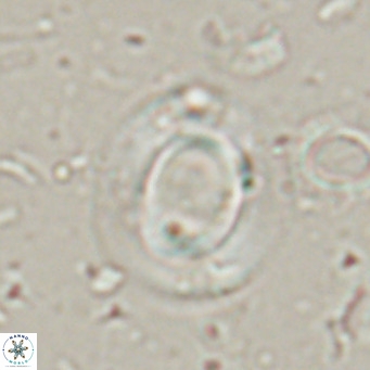 Reiculofenestra coenurus VR 024743