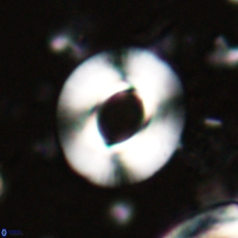 Reiculofenestra coenurus VR 024755