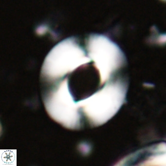 Reiculofenestra coenurus VR 024755