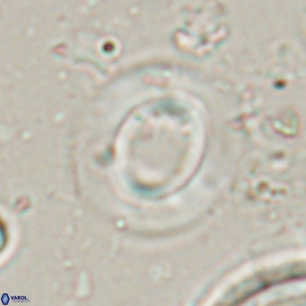 Reiculofenestra coenurus VR 024756