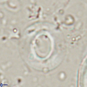 Reiculofenestra coenurus VR 024757