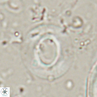 Reiculofenestra coenurus VR 024757