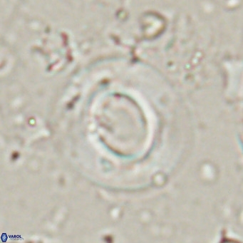 Reiculofenestra coenurus VR 024758