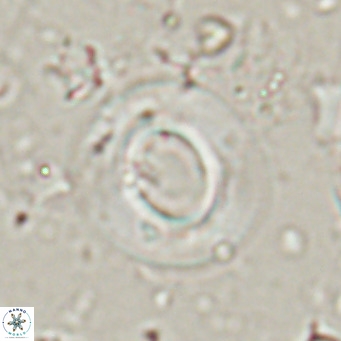 Reiculofenestra coenurus VR 024758