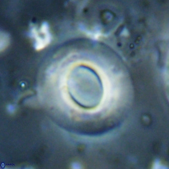 Reiculofenestra coenurus VR 024759