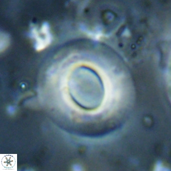 Reiculofenestra coenurus VR 024759