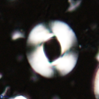 Reiculofenestra coenurus VR 024751