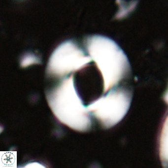 Reiculofenestra coenurus VR 024751