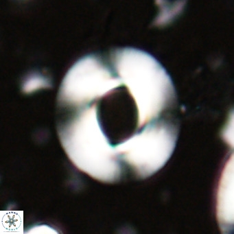 Reiculofenestra coenurus VR 024752