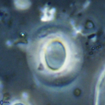 Reiculofenestra coenurus VR 024760