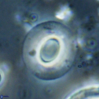 Reiculofenestra coenurus VR 024761