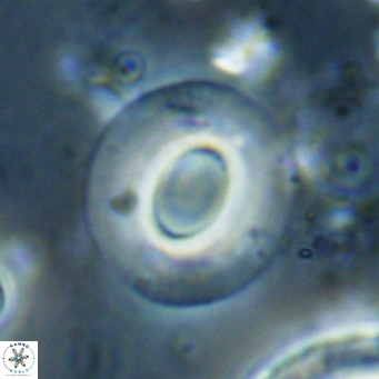 Reiculofenestra coenurus VR 024761