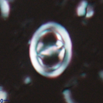 Reinhardtites anthophorus 15757