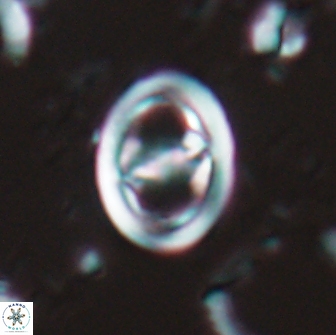 Reinhardtites anthophorus 15757
