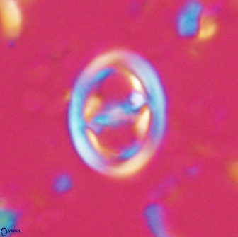 Reinhardtites anthophorus 15758