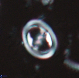 Reinhardtites anthophorus 15759