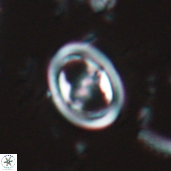 Reinhardtites anthophorus 15759