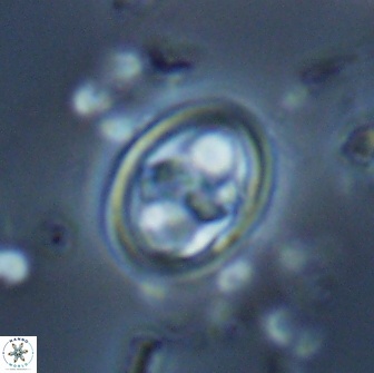 Reinhardtites anthophorus 15766