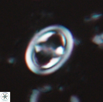 Reinhardtites anthophorus 15761