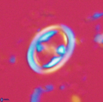 Reinhardtites anthophorus 15762