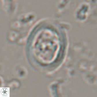 Reinhardtites anthophorus 15763