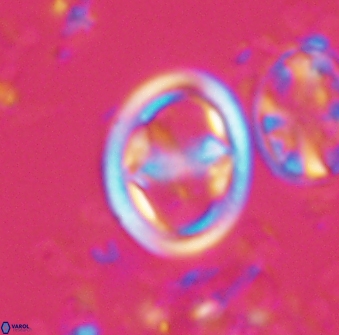 Reinhardtites anthophorus 16414