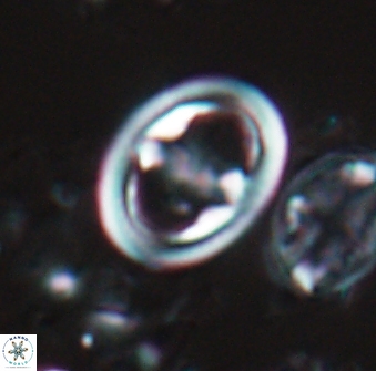 Reinhardtites anthophorus 16415
