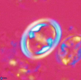 Reinhardtites anthophorus 16417