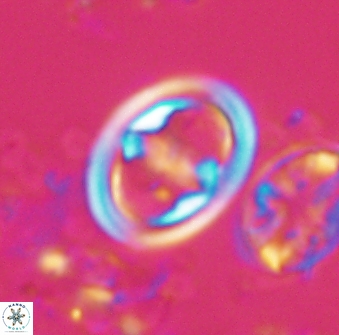 Reinhardtites anthophorus 16417