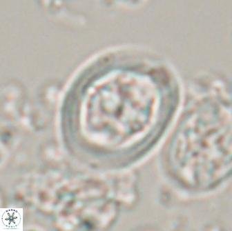 Reinhardtites anthophorus 16418