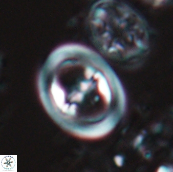 Reinhardtites anthophorus 16411