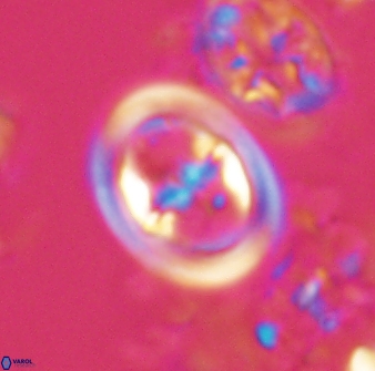 Reinhardtites anthophorus 16412