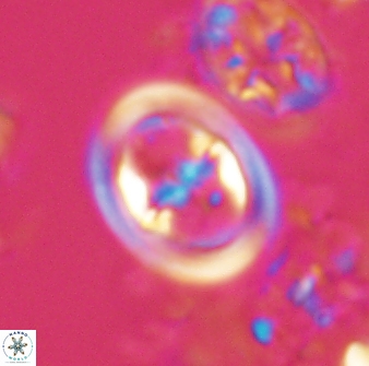 Reinhardtites anthophorus 16412