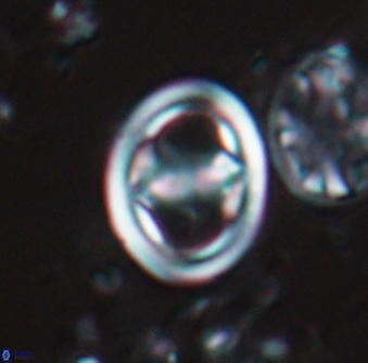 Reinhardtites anthophorus 16413