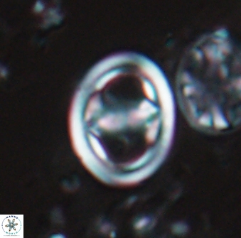 Reinhardtites anthophorus 16413