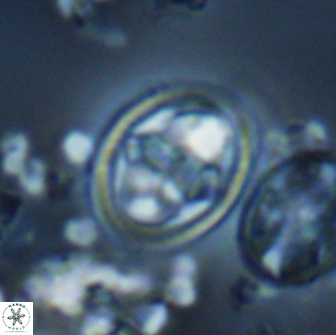 Reinhardtites anthophorus 16420