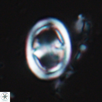 Reinhardtites anthophorus 18355