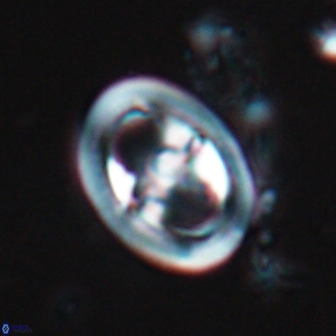 Reinhardtites anthophorus 18357