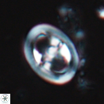Reinhardtites anthophorus 18357